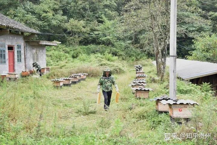 真甜！仡乡道真3000余农户养蜂增收