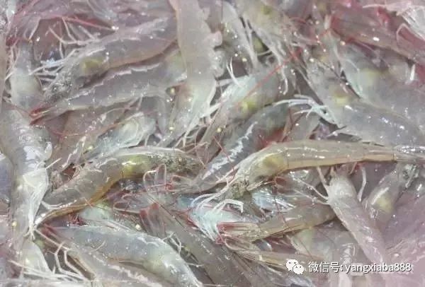 湖南农村致富经_湖南脱贫致富_湖南农村养殖致富门路