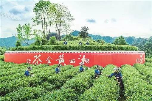湖南省农村青年致富带头人协会_湖南农村致富经_湖南农村致富项目
