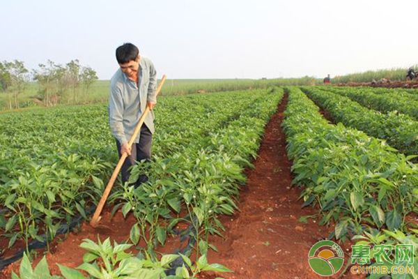种植盆景苹果技术视频_种植盆景苹果技术要求_盆景苹果怎么种植技术