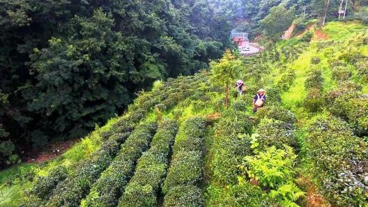 黑山羊最好品种致富经_最好的黑山羊品种多少钱一头_哪种黑山羊品种最好