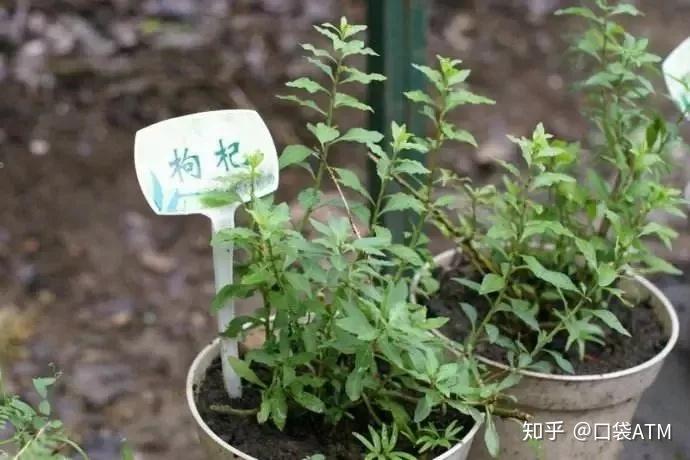 生菜种植效益_致富种植生菜图片_生菜种植致富