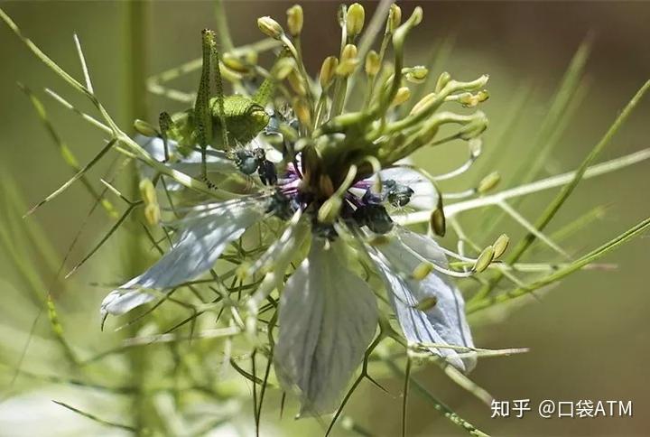 生菜种植致富_生菜种植效益_致富种植生菜图片