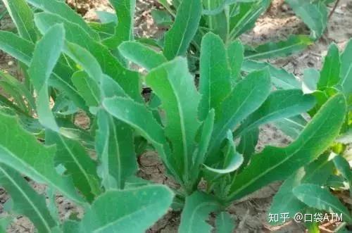 生菜种植效益_生菜种植致富_致富种植生菜图片