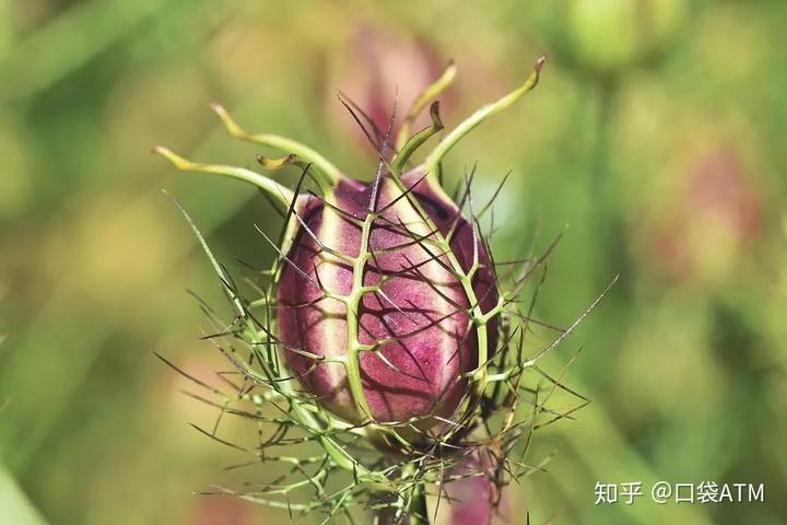 生菜种植致富_致富种植生菜图片_生菜种植效益