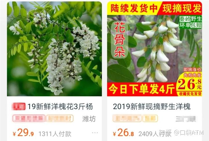 生菜种植效益_生菜种植致富_致富种植生菜图片