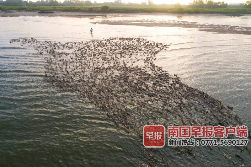 北海海鸭蛋成致富“金钥匙”，拼多多“农货节”首日爆卖16000单-第2张图片-周小辉博客