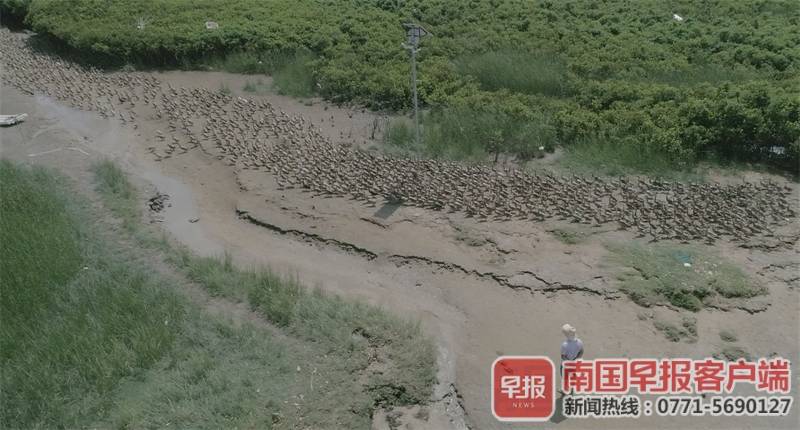 北海海鸭蛋成致富“金钥匙”，拼多多“农货节”首日爆卖16000单-第7张图片-周小辉博客