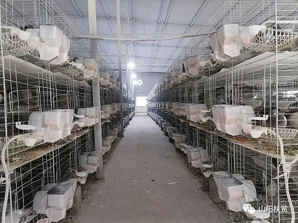 江苏鸽子养殖技术_江苏鸽子养殖基地_鸽子养殖业