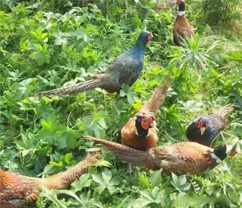 亳州种植致富项目_亳州致富案例_亳州种植什么