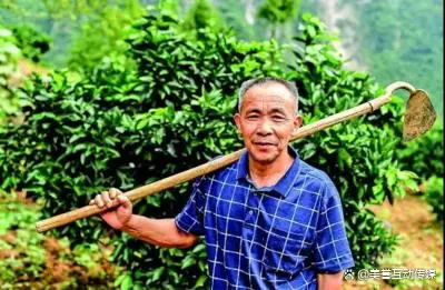 种植致富素材_致富种植视频全集_致富素材种植图片