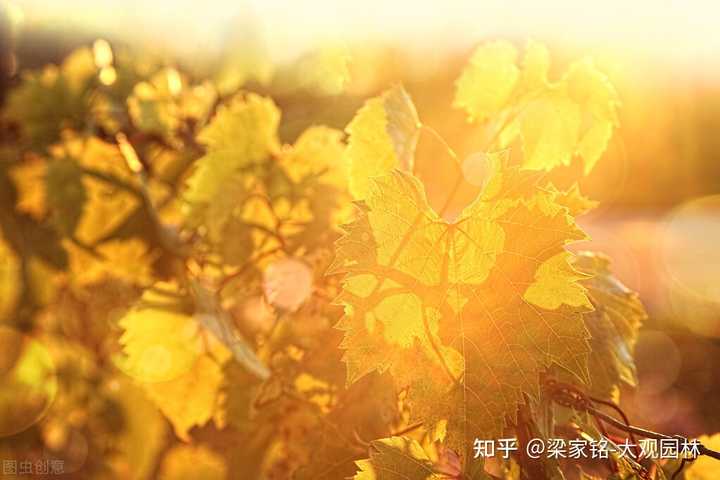 山区葡萄种植_山葡萄栽培_山葡萄种植技术