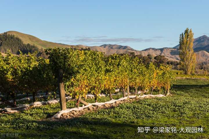 山区葡萄种植_山葡萄种植技术_山葡萄栽培