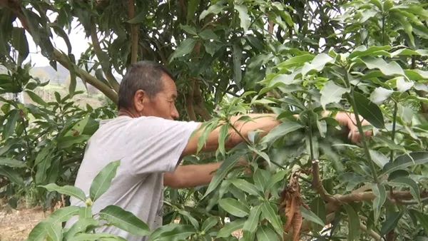 果树种植致富经_致富经种植果树_农村种植果树致富好项目