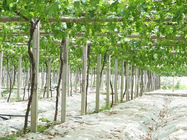 种樱桃核的方法_无核樱桃的种植技术_怎样用樱桃核种樱桃