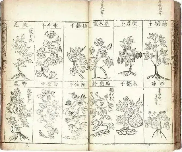 致富种植民间草药视频_农村致富经中药材种植_民间草药种植致富