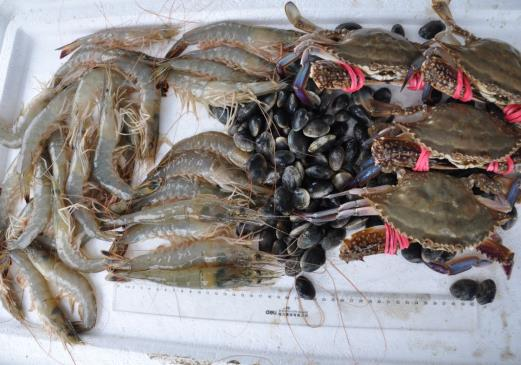 海水养殖理论鱼类技术有哪些_海水养殖理论鱼类技术要点_海水鱼类养殖理论与技术
