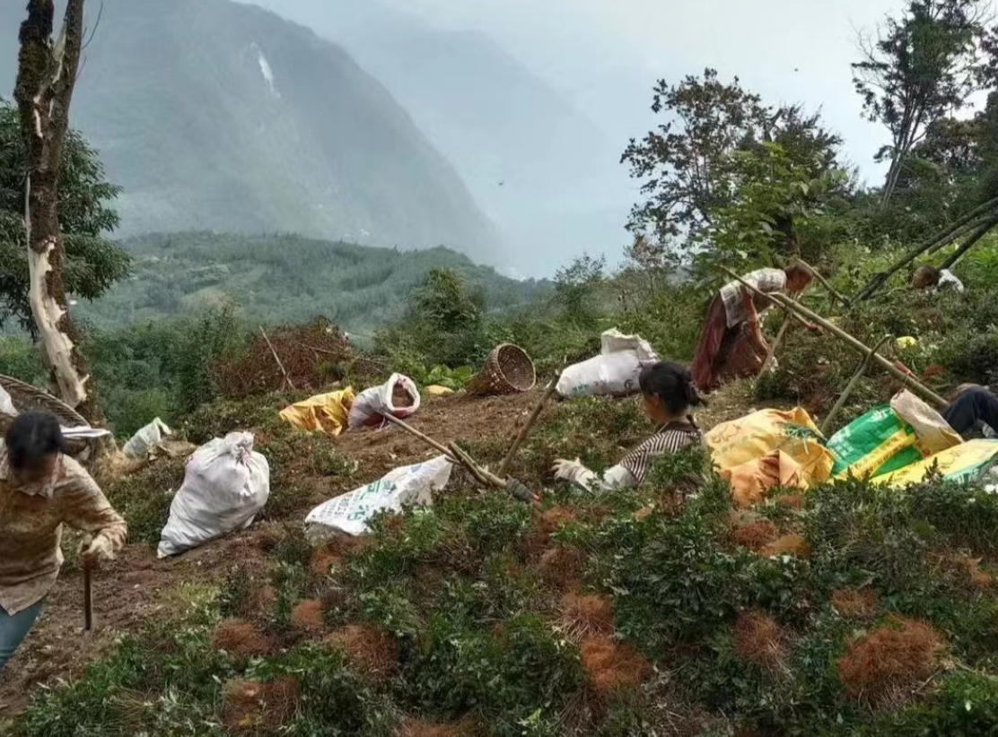 致富种植民间草药视频_种植致富药材_民间草药种植致富