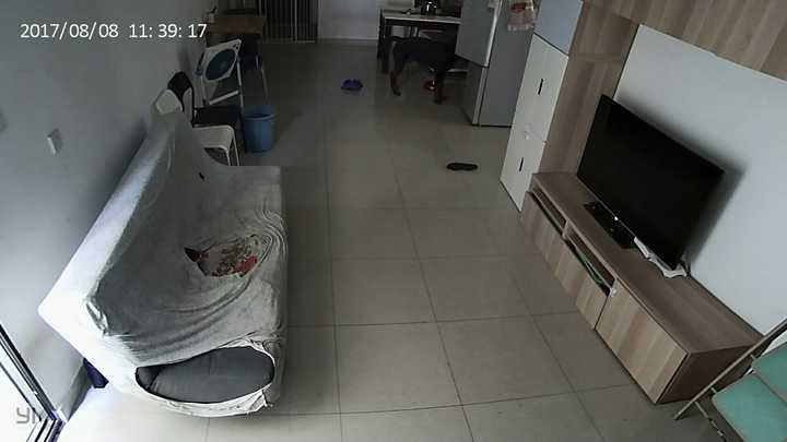 专业马犬养殖_农村养马犬视频_致富经马犬养殖视频