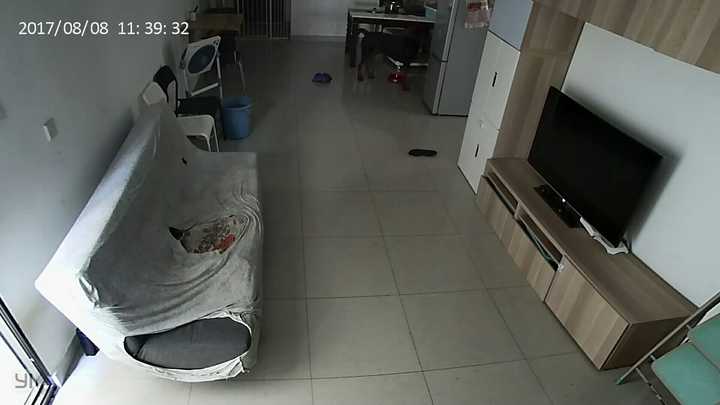农村养马犬视频_专业马犬养殖_致富经马犬养殖视频