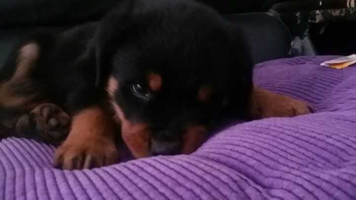致富经马犬养殖视频_农村养马犬视频_专业马犬养殖