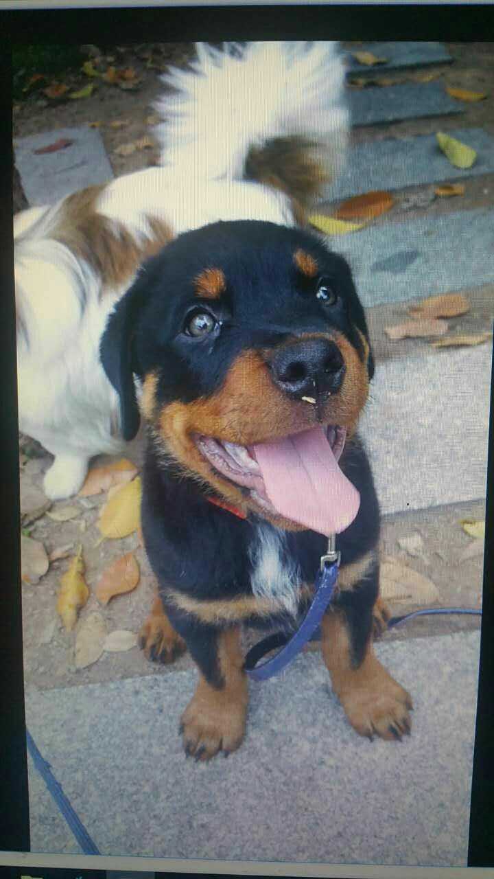 致富经马犬养殖视频_专业马犬养殖_农村养马犬视频
