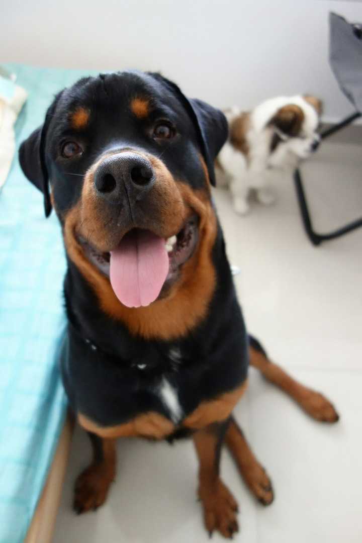 致富经马犬养殖视频_专业马犬养殖_农村养马犬视频