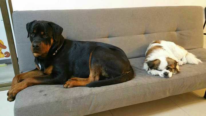 农村养马犬视频_专业马犬养殖_致富经马犬养殖视频