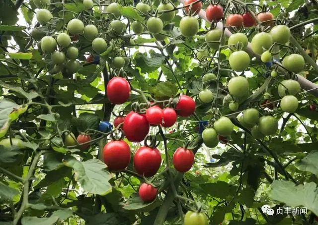 圣女果种植致富_种植圣女果赚钱吗_致富经果树种植视频