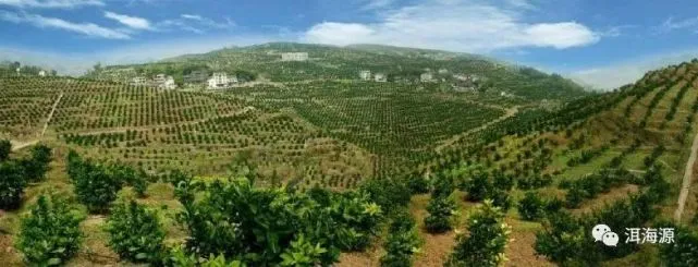 温室农业_温室种果树_温室种植致富果园
