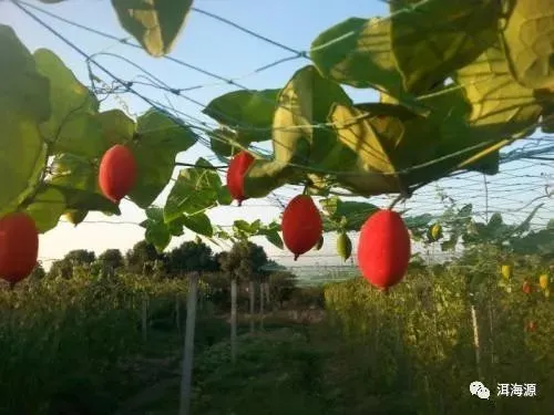 温室农业_温室种果树_温室种植致富果园