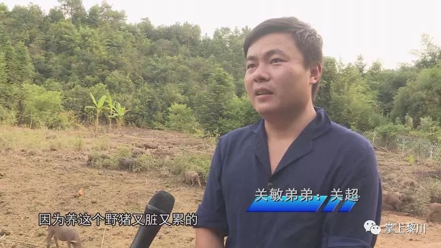 致富野猪养殖高手视频_致富野猪养殖高手小说_养殖野猪致富高手