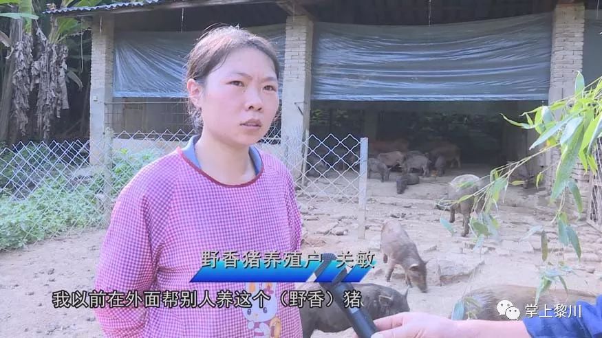 致富野猪养殖高手视频_养殖野猪致富高手_致富野猪养殖高手小说