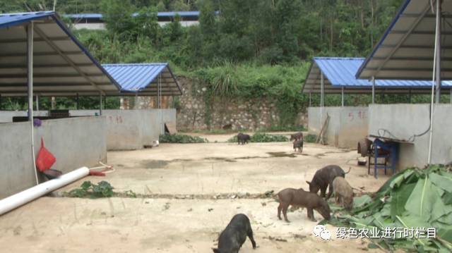 养殖野猪致富高手_致富野猪养殖高手视频_致富野猪养殖高手是谁