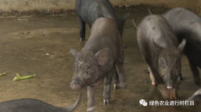 养殖野猪致富高手_致富野猪养殖高手是谁_致富野猪养殖高手视频