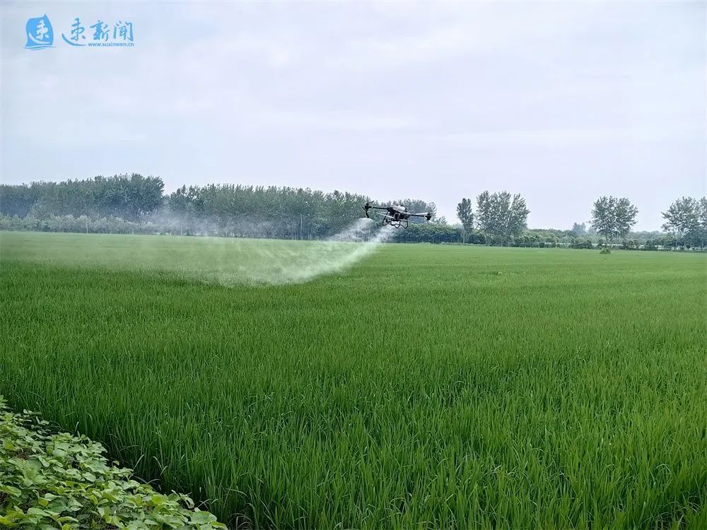 甜高粱种植致富_致富种植甜高粱怎么样_甜高粱种植效益