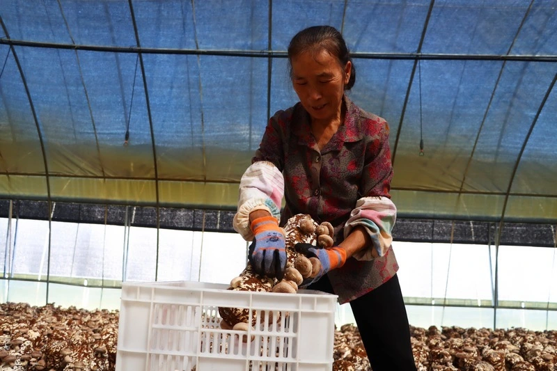 香菇种植效益_致富经香菇种植_致富香菇种植方法