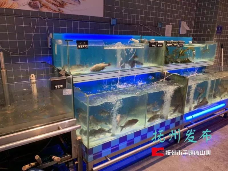 致富天价草鱼图片大全_致富经天价草鱼_致富经草鱼