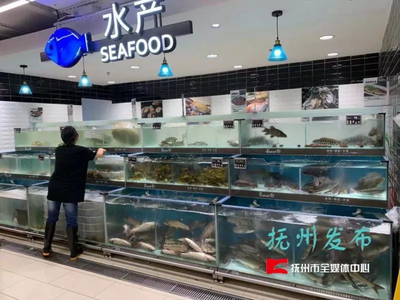 致富经草鱼_致富经天价草鱼_致富天价草鱼图片大全