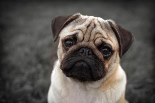 专业马犬养殖_致富经马犬养殖视频_视频致富养殖马犬大全