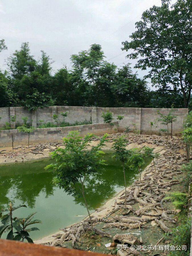 鳄鱼养殖场地_鳄鱼养殖业_农广天地鳄鱼养殖技术