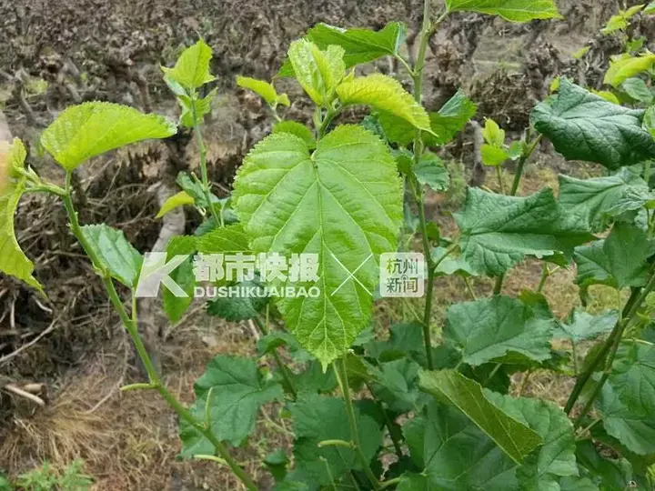 养殖蚕致富_养蚕致富新出路_养蚕发家致富