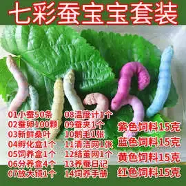 养蚕致富新出路_养殖蚕致富_养蚕发家致富