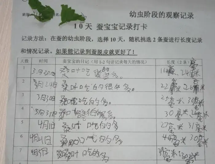 养蚕致富新出路_养殖蚕致富_养蚕发家致富