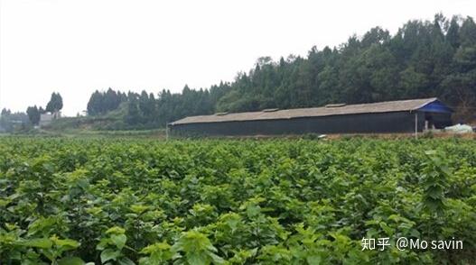 养蚕致富新出路_养殖蚕致富_致富经养蚕致富视频