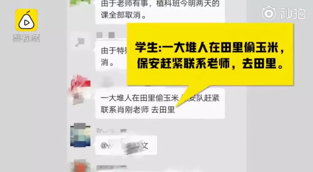愤怒！科研玉米被偷损失千万元！盗种VS反盗，布阵与破阵的博弈……