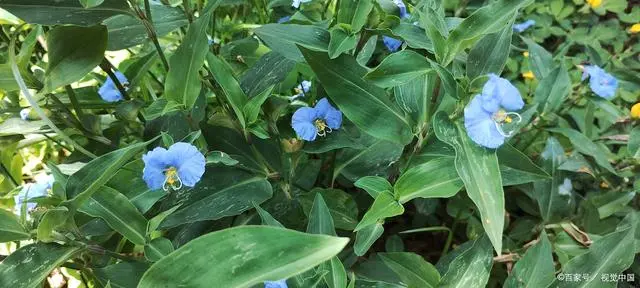 桔梗种植技术及亩收益