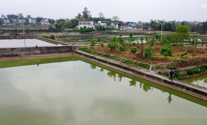 本地泥鳅养殖技术_养殖泥鳅大全_本地泥鳅养殖技术视频