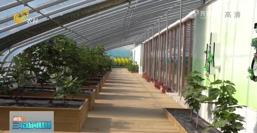 致富种植什么比较赚大钱_种植致富果有哪些_种植致富业