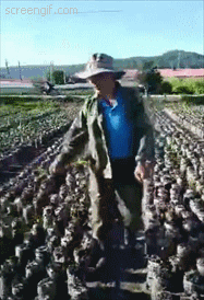 “木耳打药”视频疯传，专家：木耳种植通常无需农药和激素